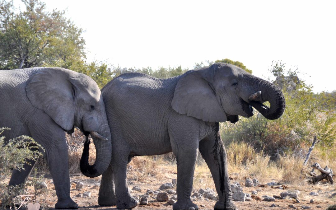 AFRIQUE