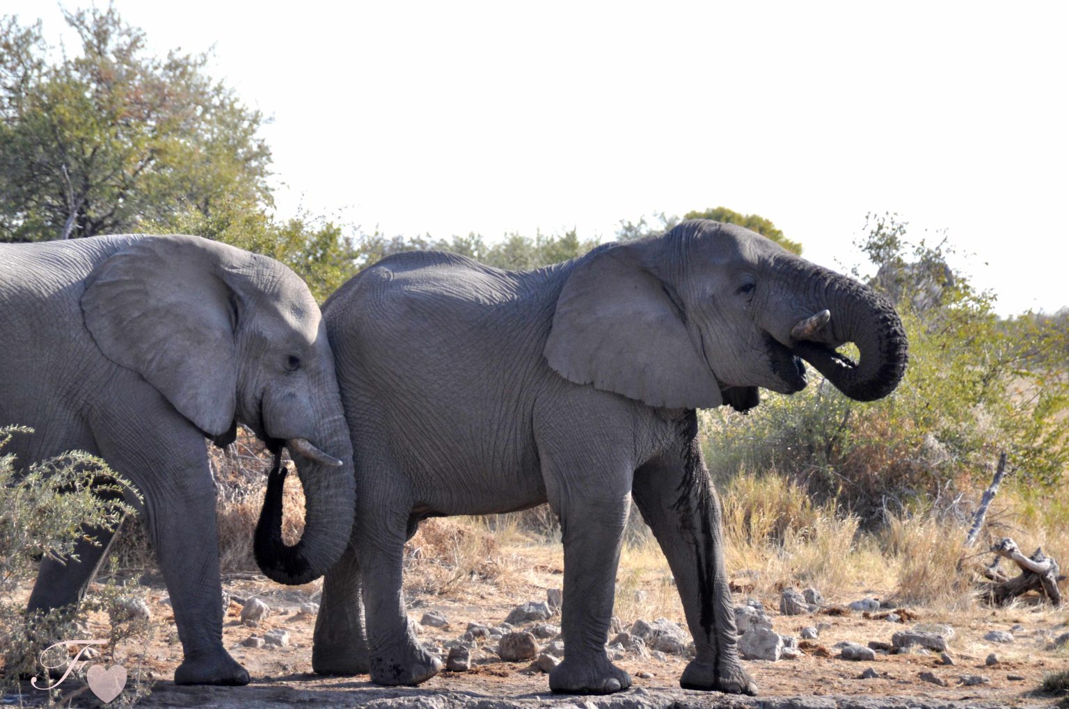 AFRIQUE