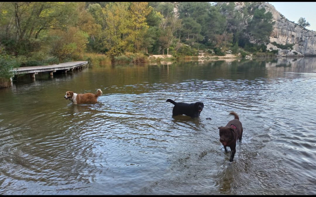Patou et Labradors au lac de Peiroou