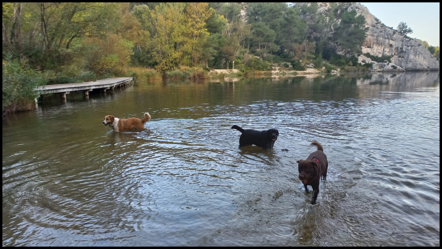 Patou et Labradors au lac de Peiroou