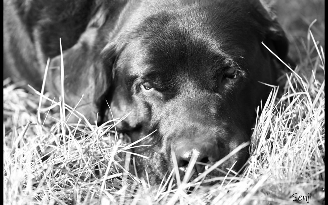 Des Chiens