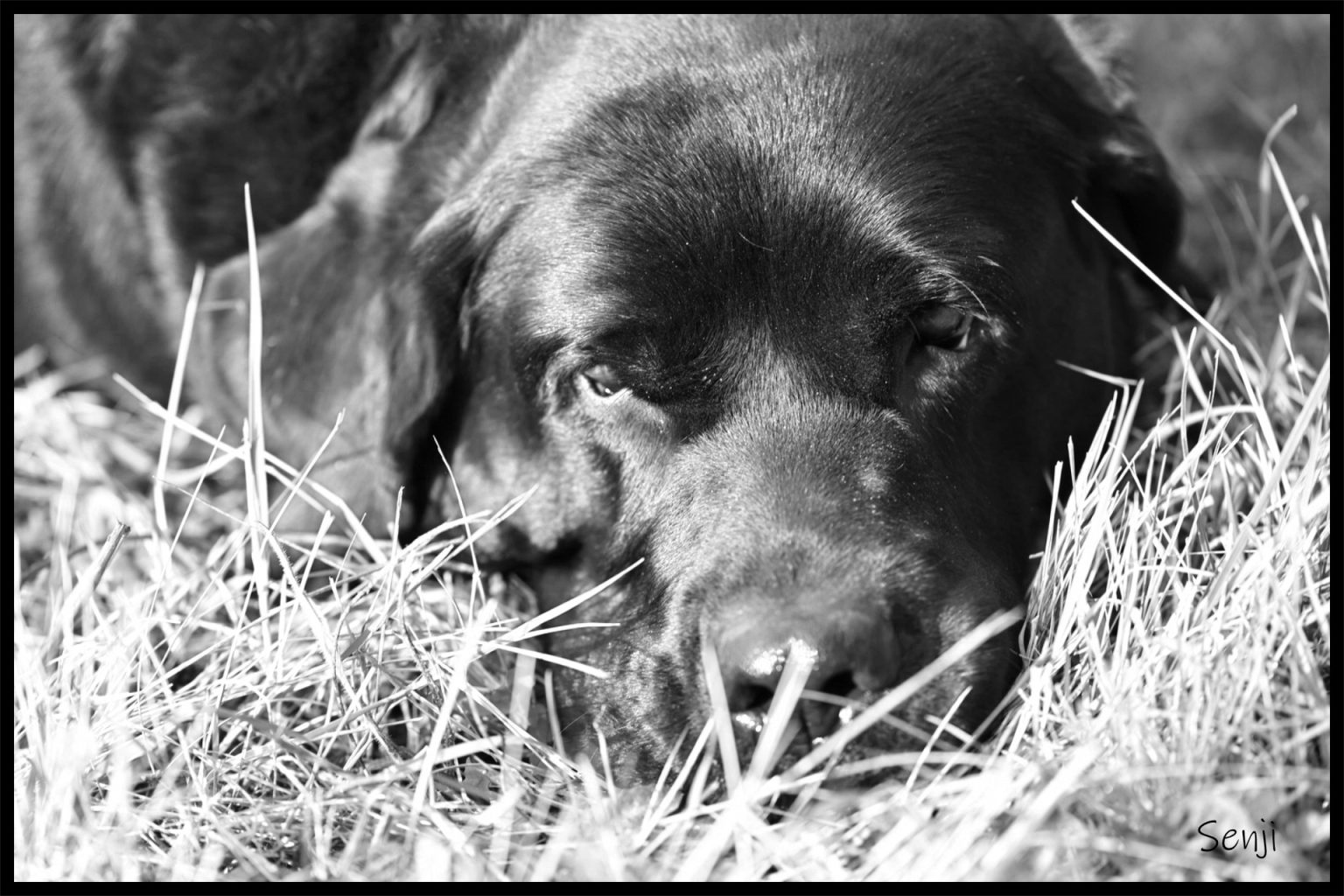 Des Chiens
