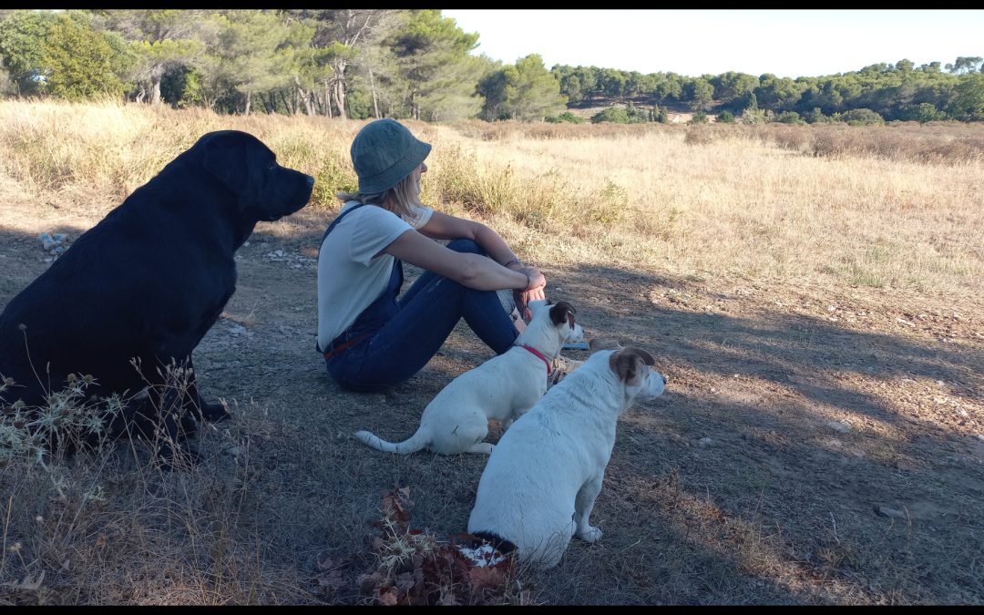 Chiens en contemplation dans les Alpilles