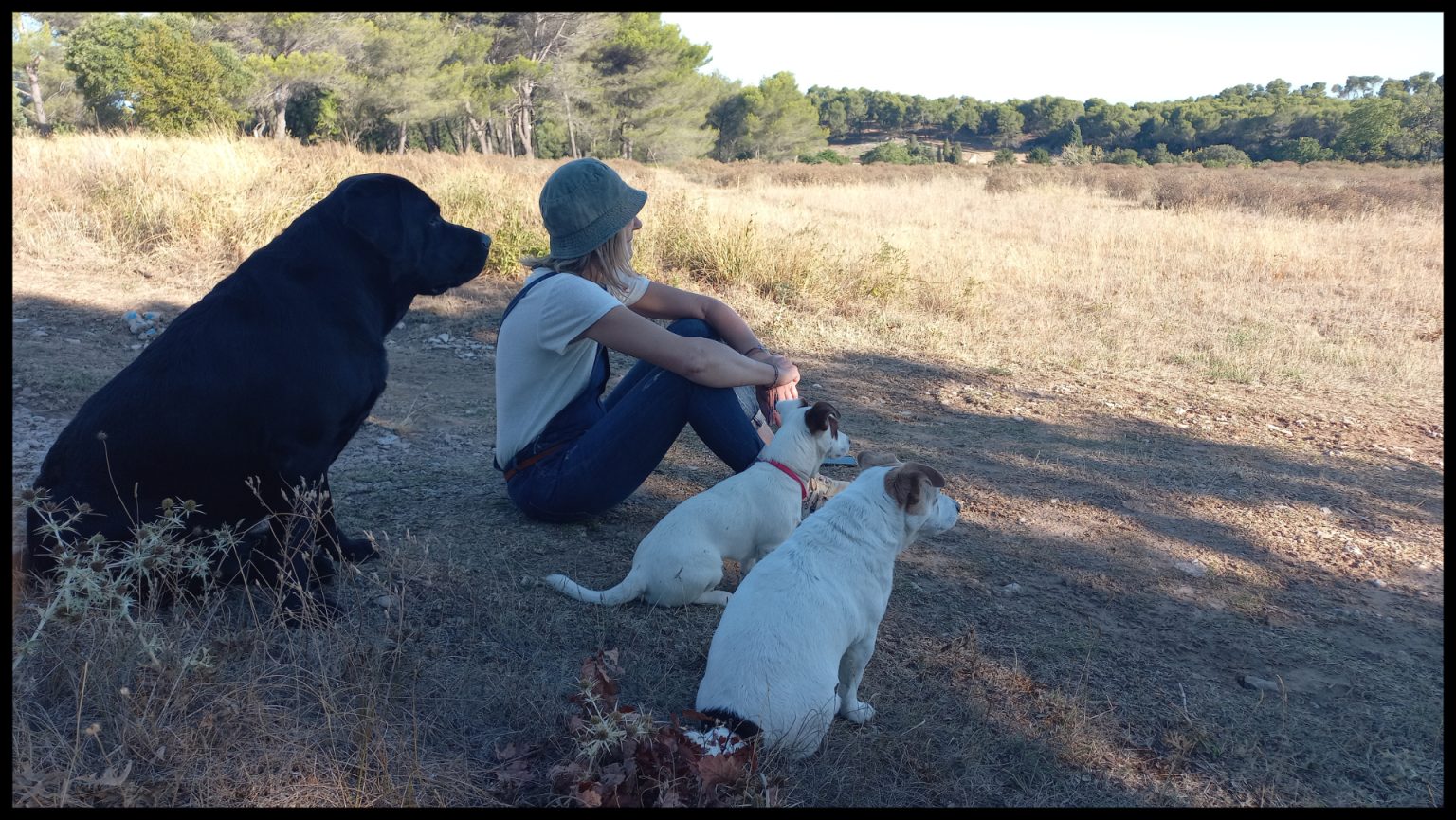 Chiens en contemplation dans les Alpilles