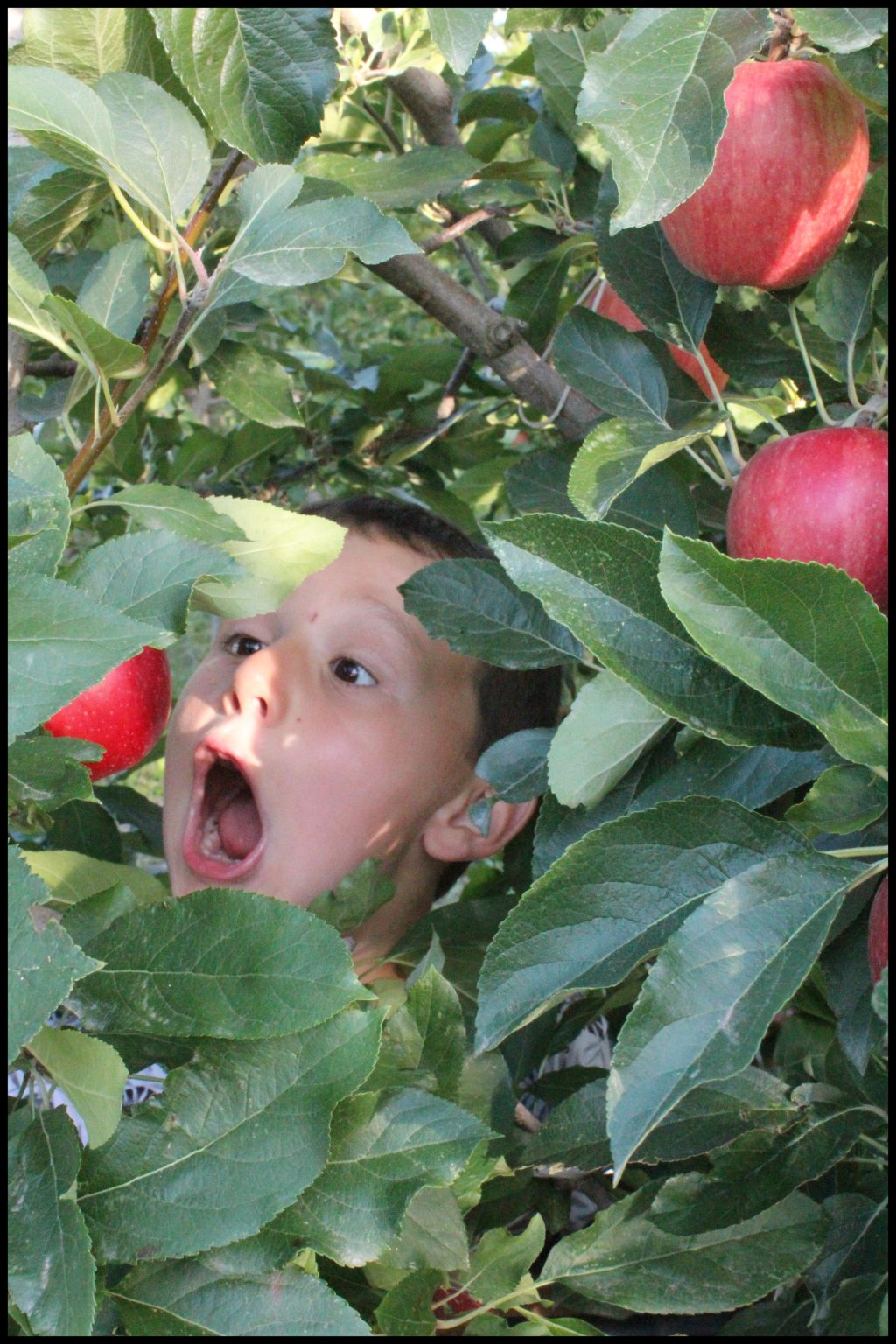 Tom dans les Pommes