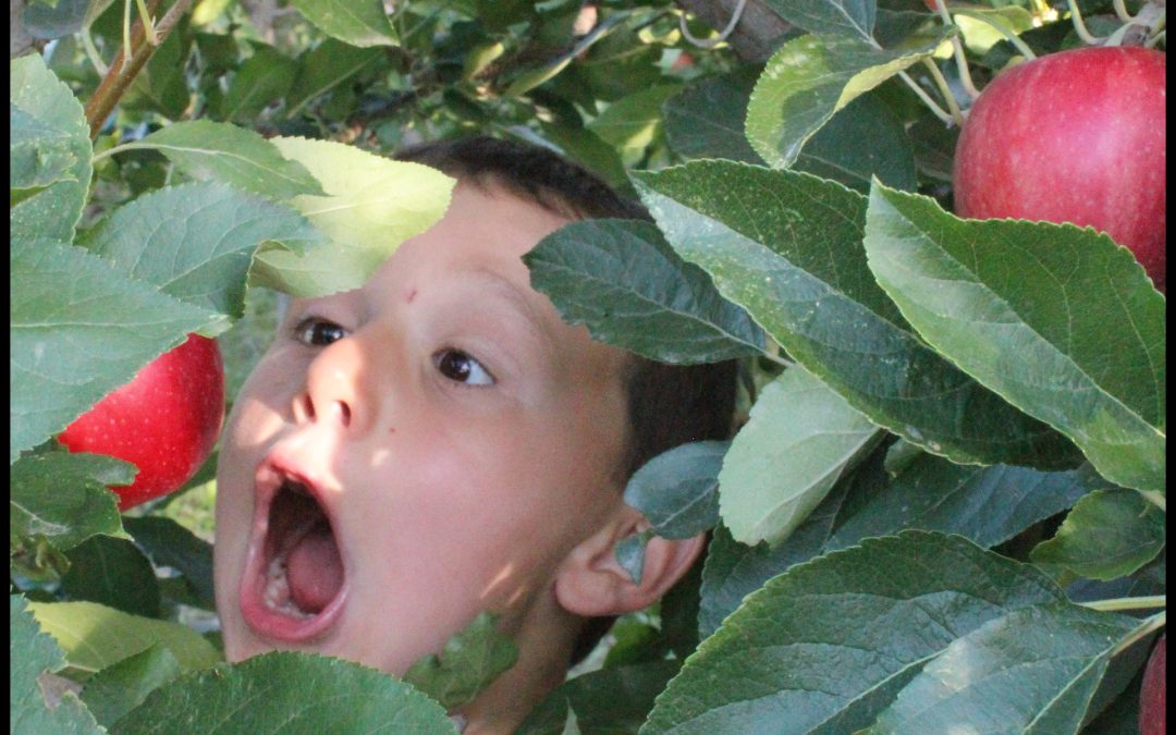Tom dans les Pommes