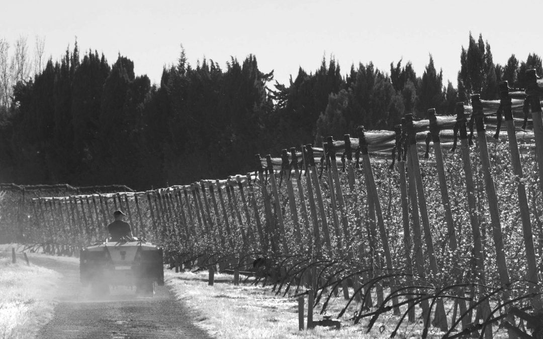 Tracteur dans les vergers