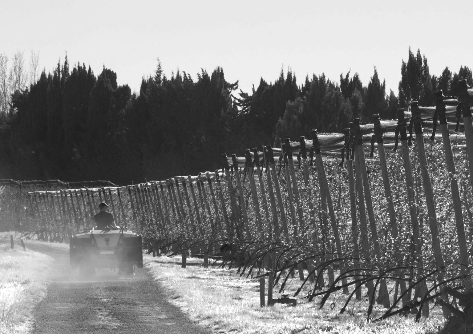 Tracteur dans les vergers