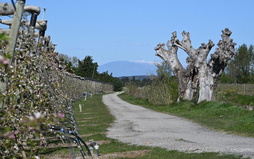 Vergers sur fond de Ventoux
