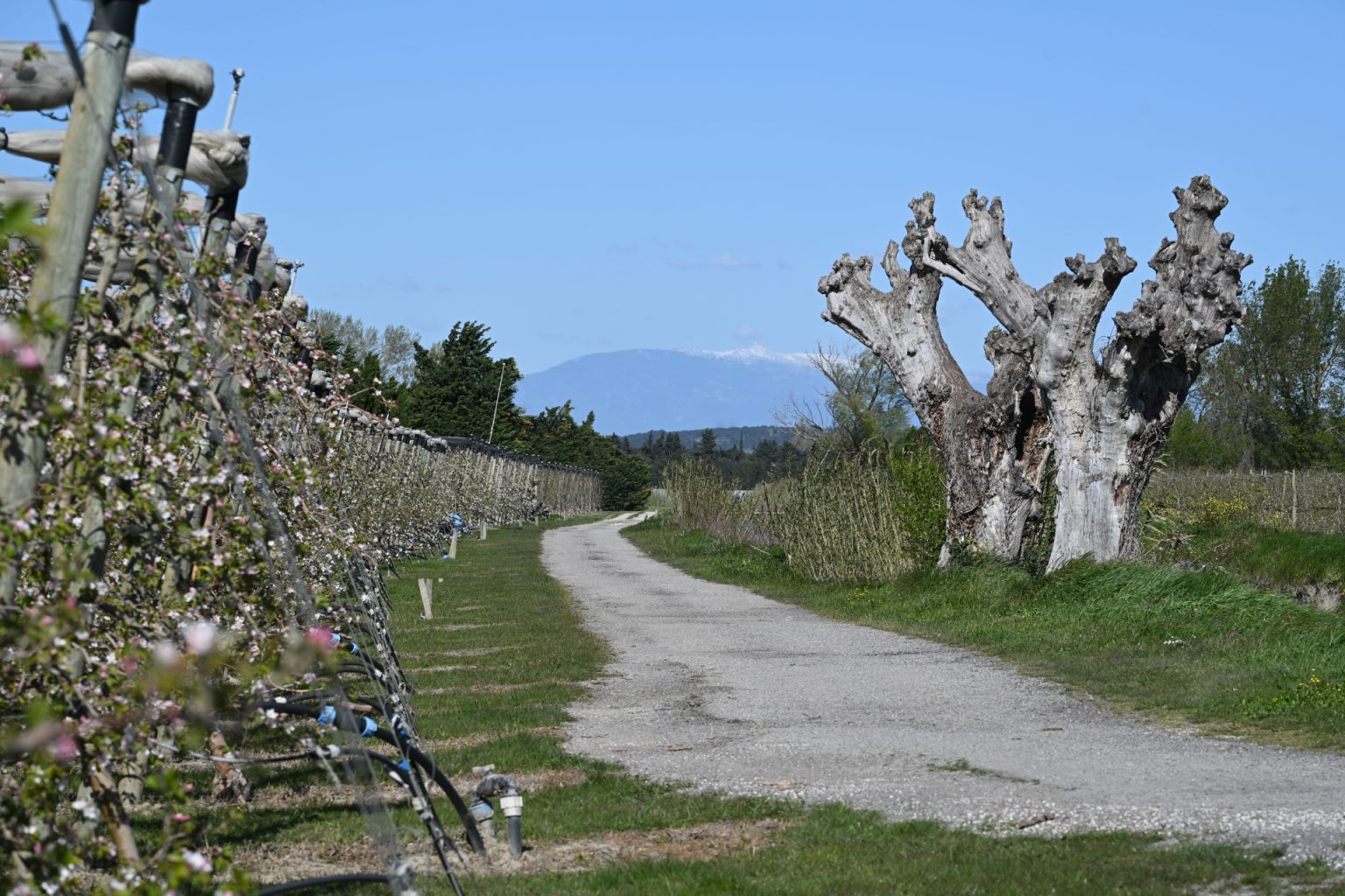 Vergers sur fond de Ventoux