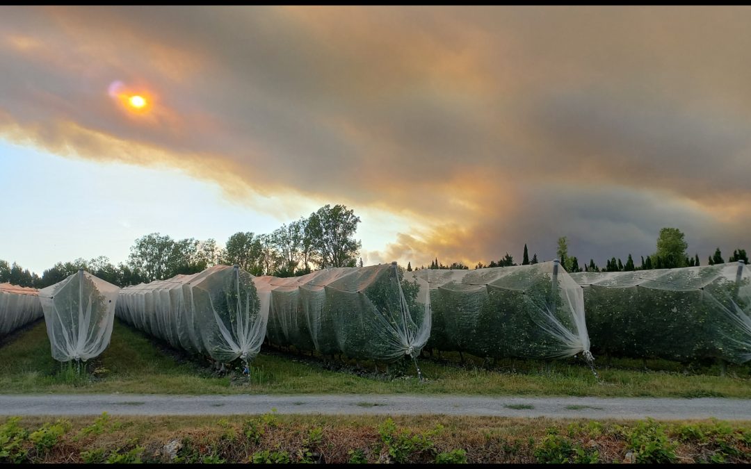 Vergers sur fond d’incendie de la montagnette