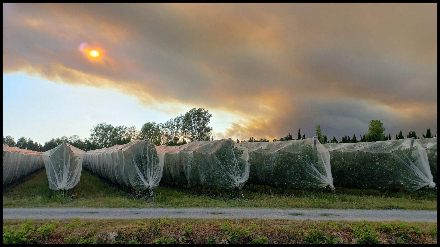Vergers sur fond d’incendie de la montagnette