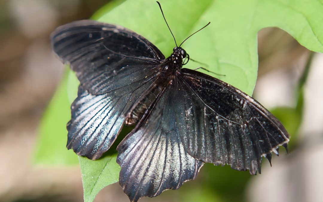 Papillon noir