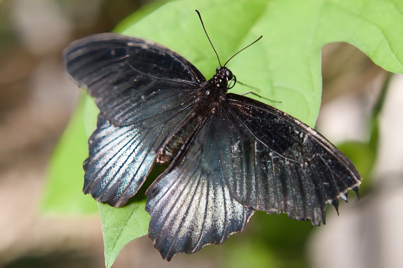 Papillon noir